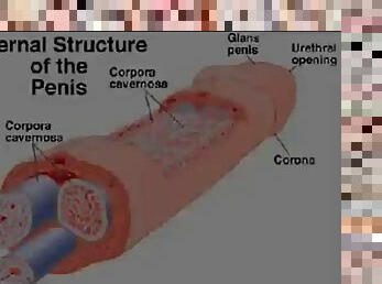 A study of the human penis