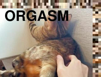 orgasme, fisse-pussy, sprøjte, amatør, anal, lesbisk, legetøj, beskidt, første-gang, sjov