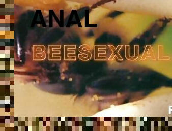 anal