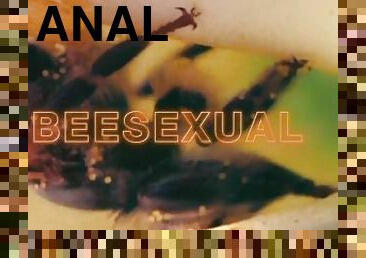 anal