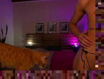 bloopers felinos.escena borrada